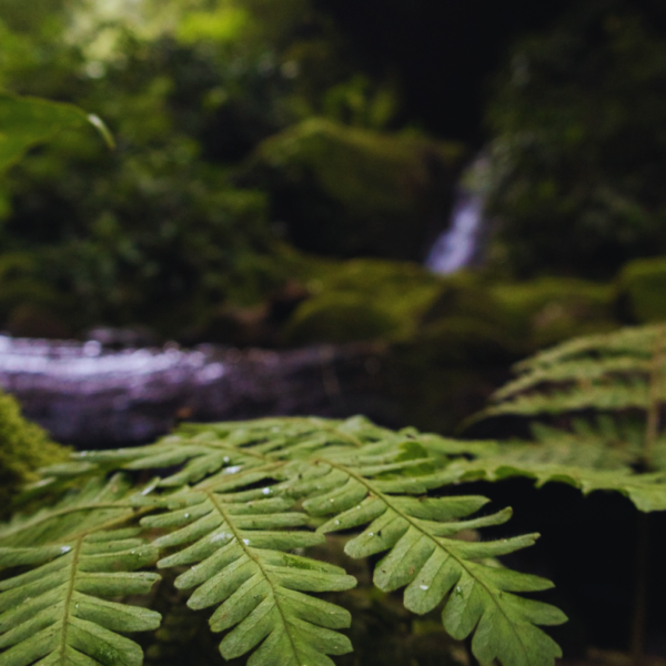 FULL DAY PEA EXTREMO (7 a mas personas)